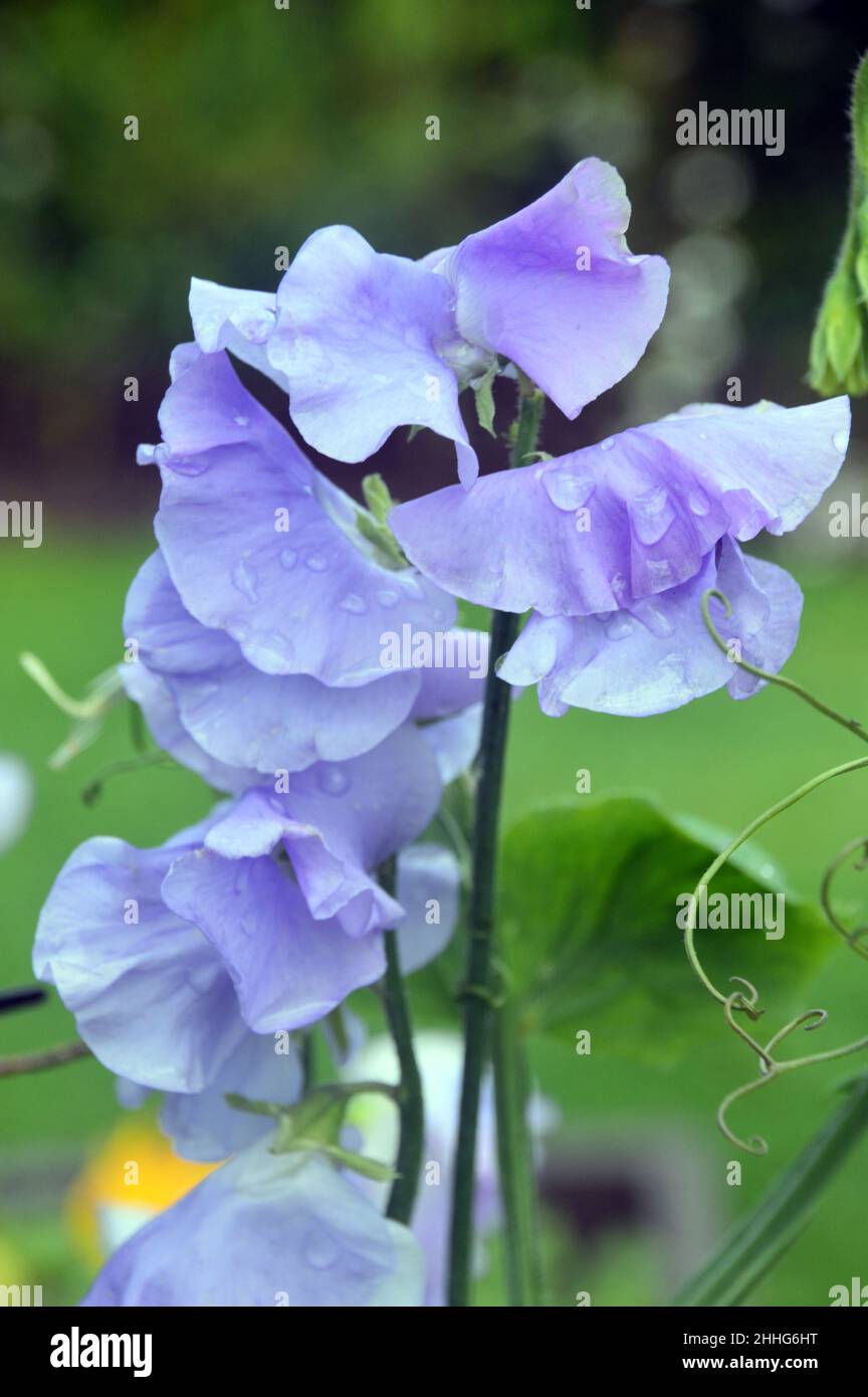 Lavendel/Blaue süße Erbse 'Unser Harry' (Lathyrus odoratus) wird im Gemüsegarten von RHS Garden Harlow Carr, Harrogate, Yorkshire, England, Großbritannien angebaut. Stockfoto