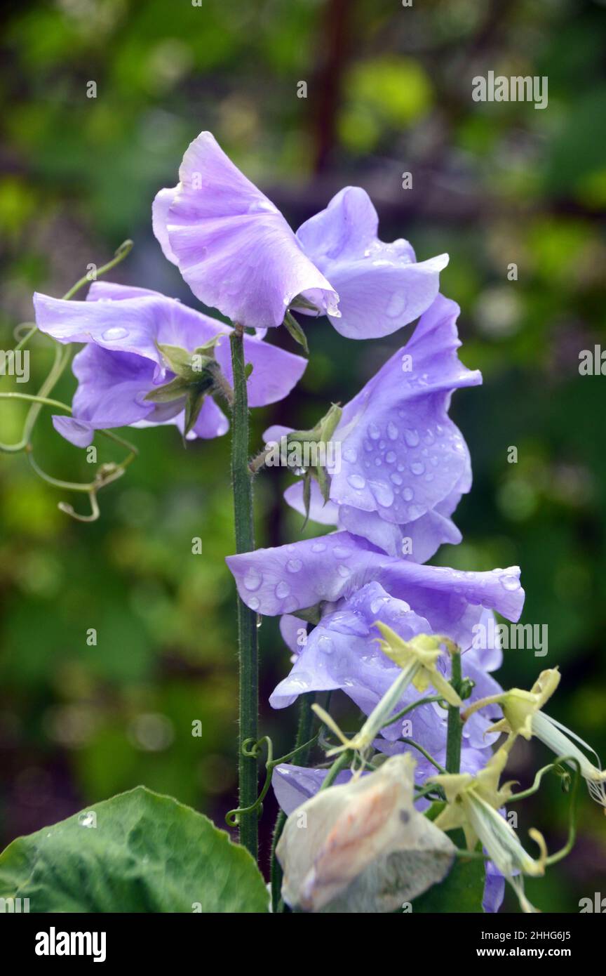 Lavendel/Blaue süße Erbse 'Unser Harry' (Lathyrus odoratus) wird im Gemüsegarten von RHS Garden Harlow Carr, Harrogate, Yorkshire, England, Großbritannien angebaut. Stockfoto