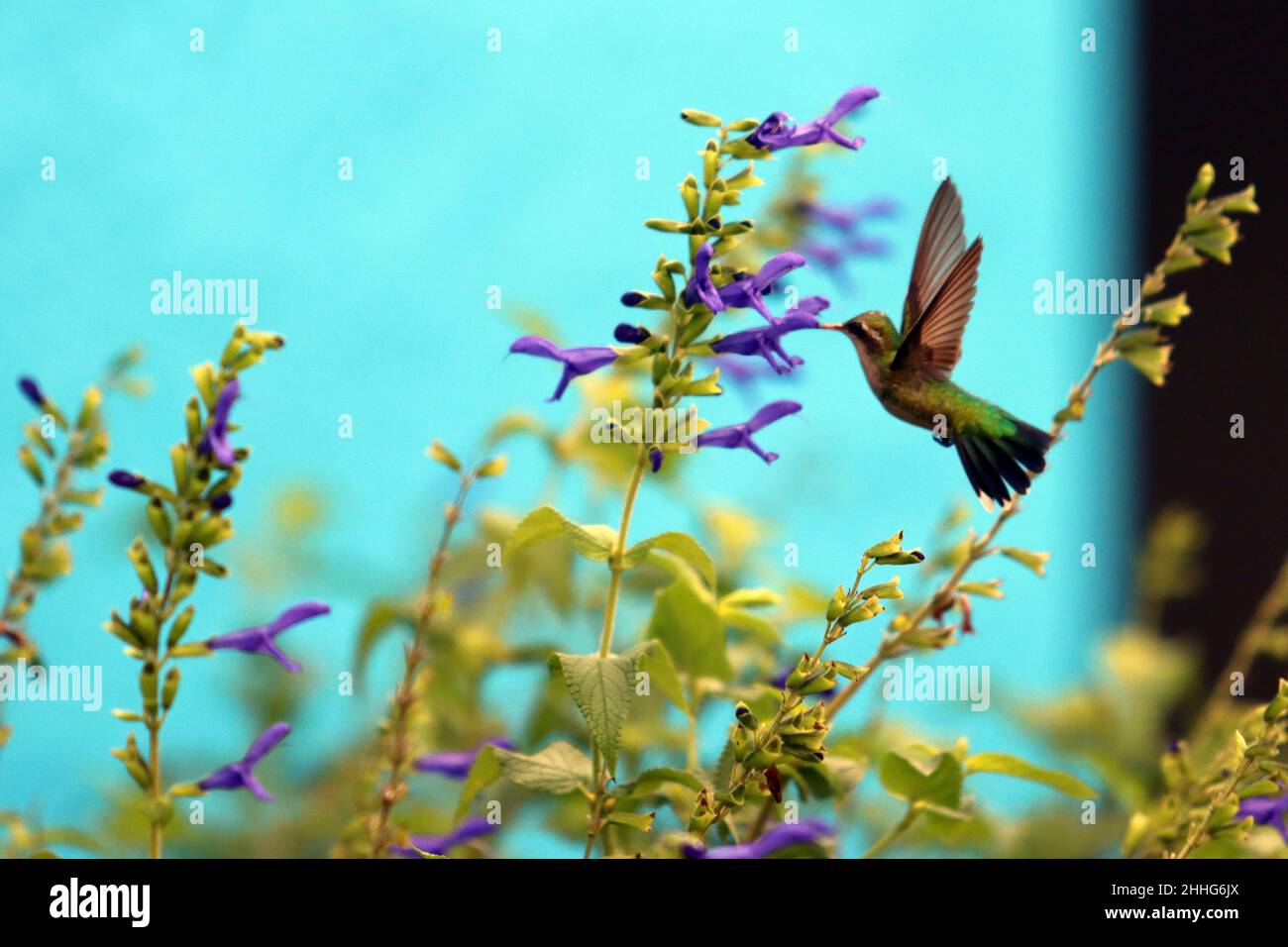 Kolibri, der auf der Suche nach Nahrung auf eine Blume zufliegt Stockfoto