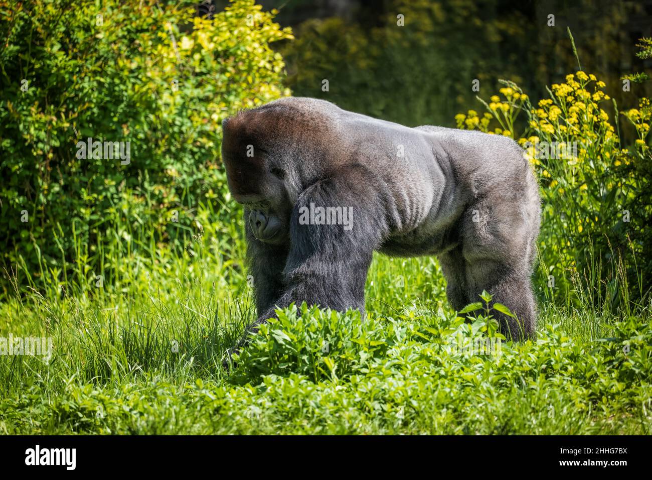 Westlicher Flachlandgorilla (Gorilla gorilla gorilla) Silberrücken in der Wiese, Primat in der Familie Hominidae, Region: Mittel- und Westafrika. Stockfoto