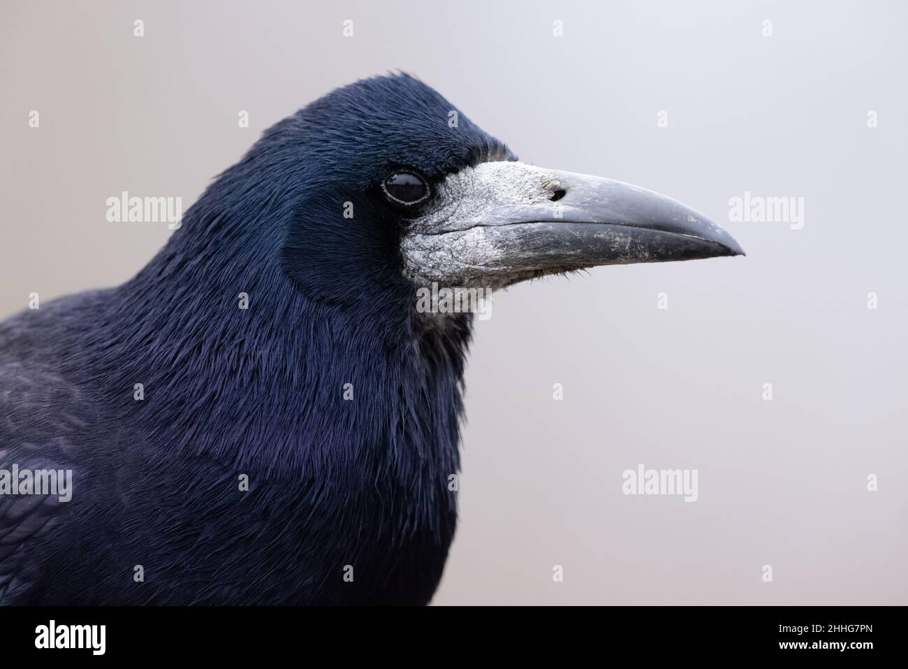 Nahaufnahme von Rook Stockfoto