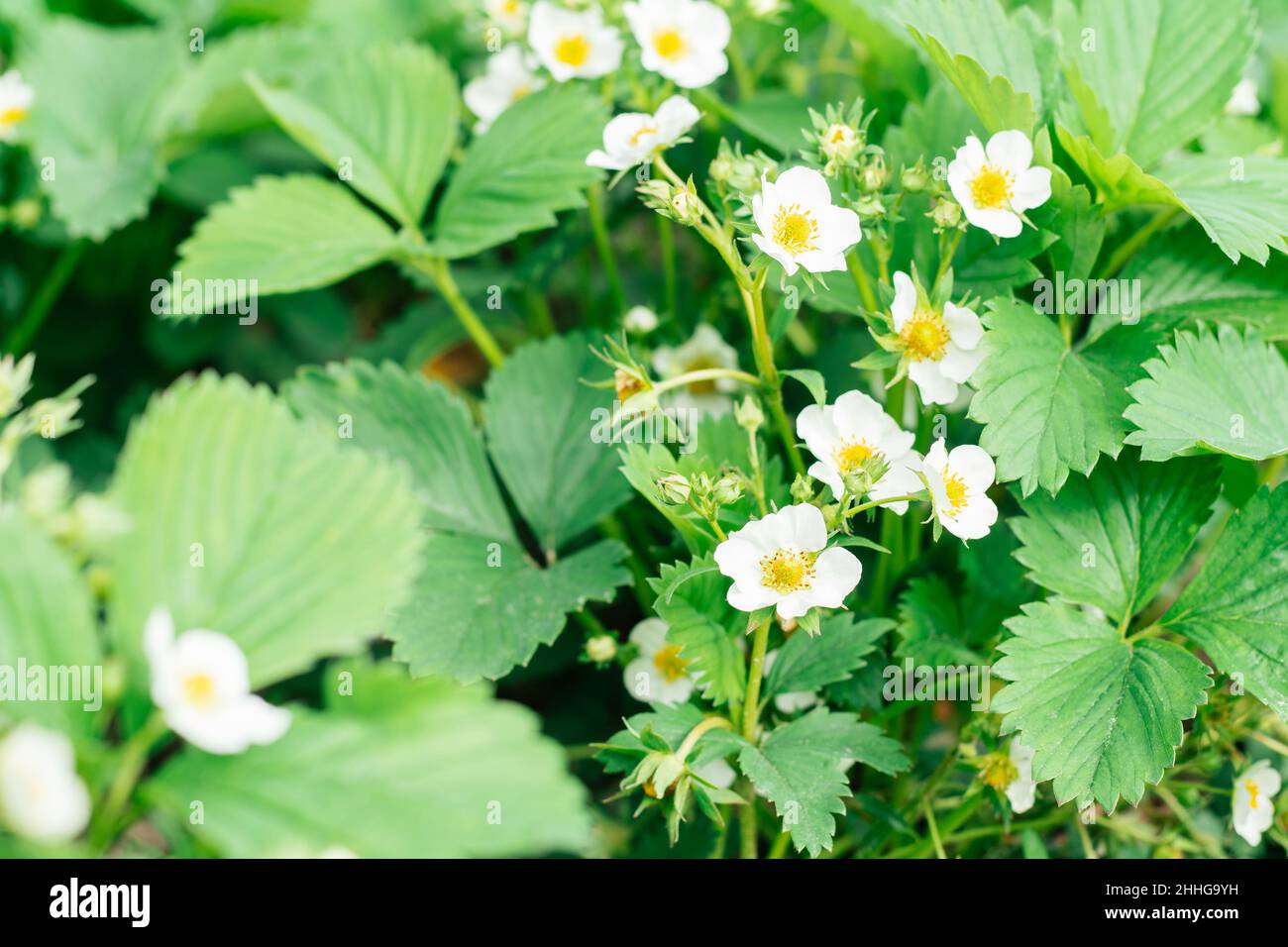 Weiße, blühende Erdbeerblüten mit grünen Blättern werden vom Sonnenlicht auf dem Bett im Garten erleuchtet. Bio, Vitamine, gesunde Ernährung, Landwirtschaft, Garde Stockfoto