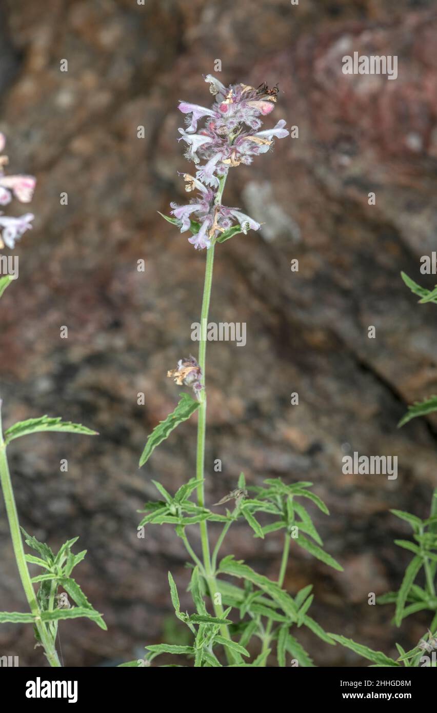 Kleine Katzenminze, Nepeta Nepetella in Blüte in den französischen Alpen. Stockfoto