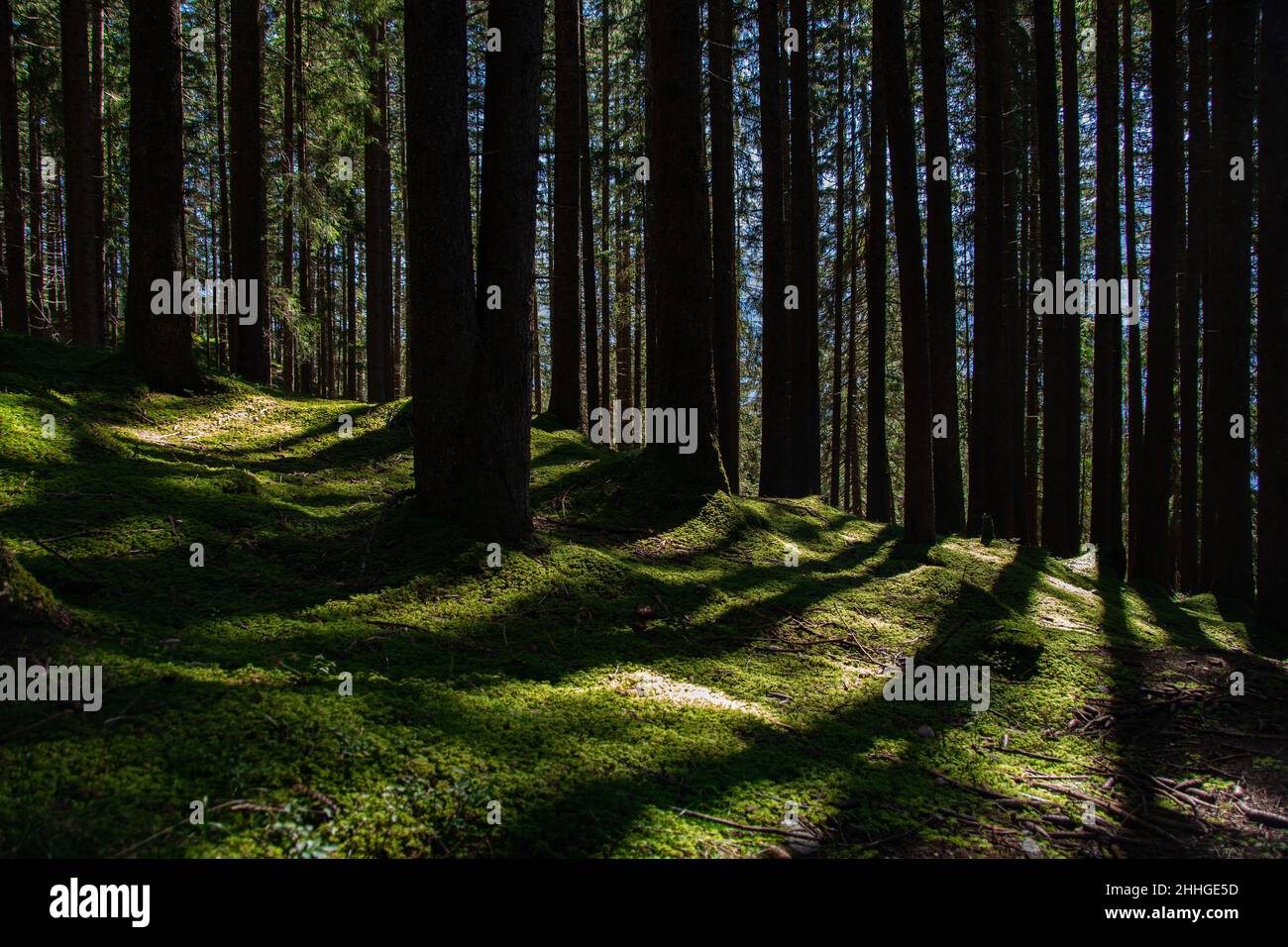Grüner, moosbedeckter Waldboden in der Sonne sieht aus wie ein Teppich Stockfoto