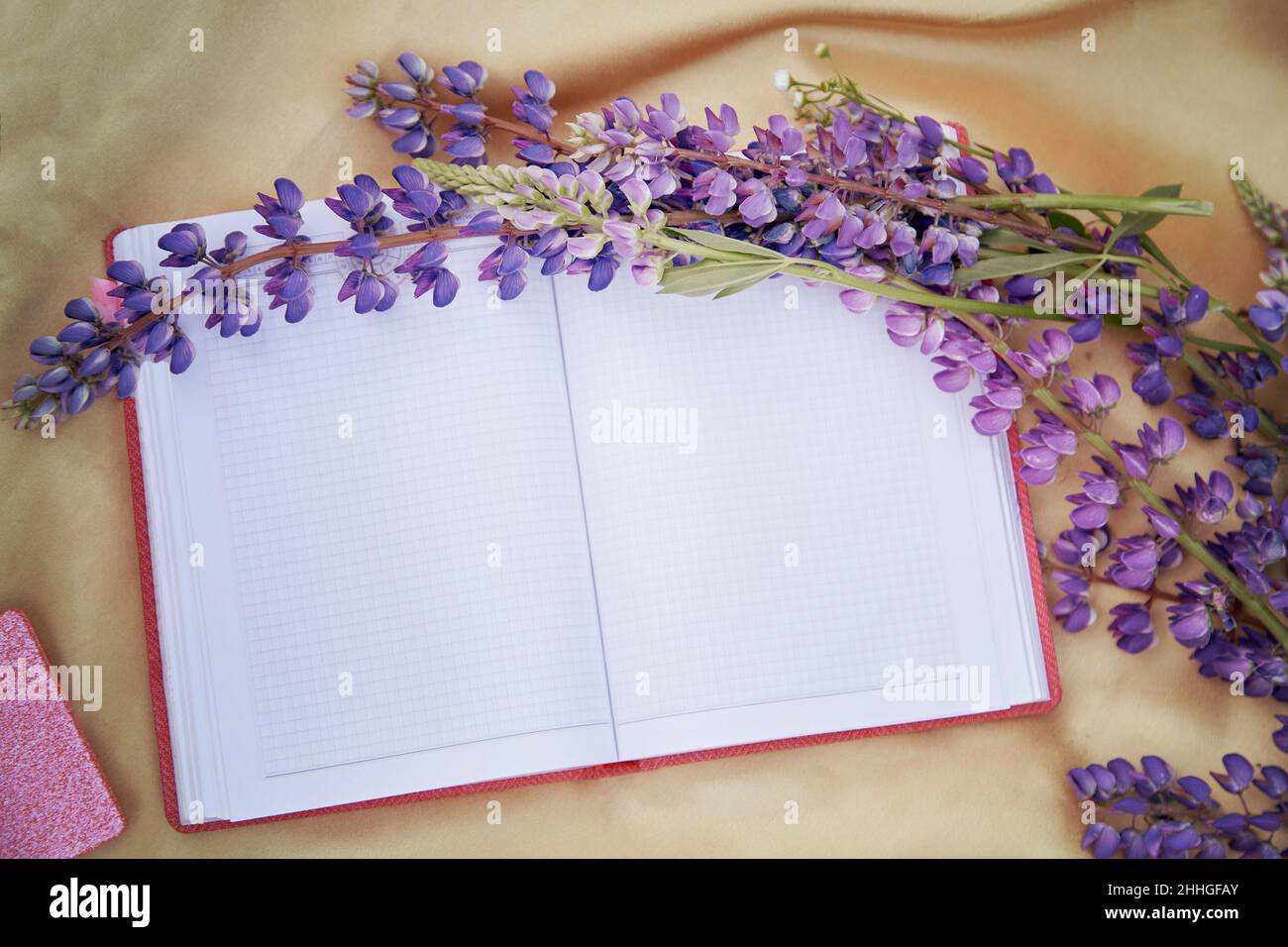Offenes Notizbuch mit violetten Lupinenblumen auf goldenem Hintergrund. Picknick im Sommer. Für Text platzieren. Nähe zur Natur, Selbsterkennungskonzept Stockfoto