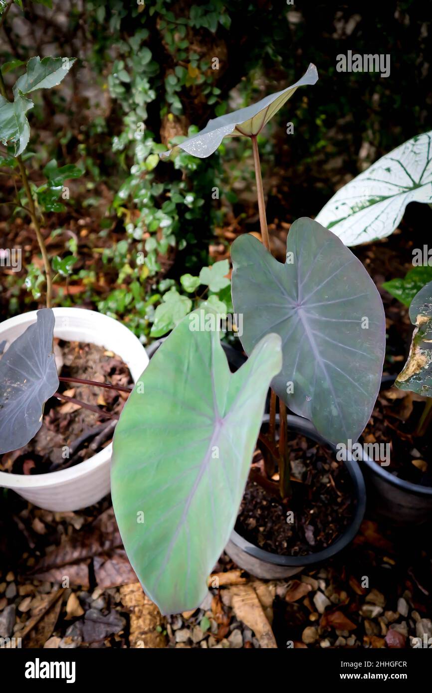 Colocasia esculenta Schott,Schwarze Magie,Araceae,Taro Schwarze Magie,  Schwarzer Elefantenohren Pflanze, Elefantenohren Schwarze Magie und  Tautropfen Stockfotografie - Alamy