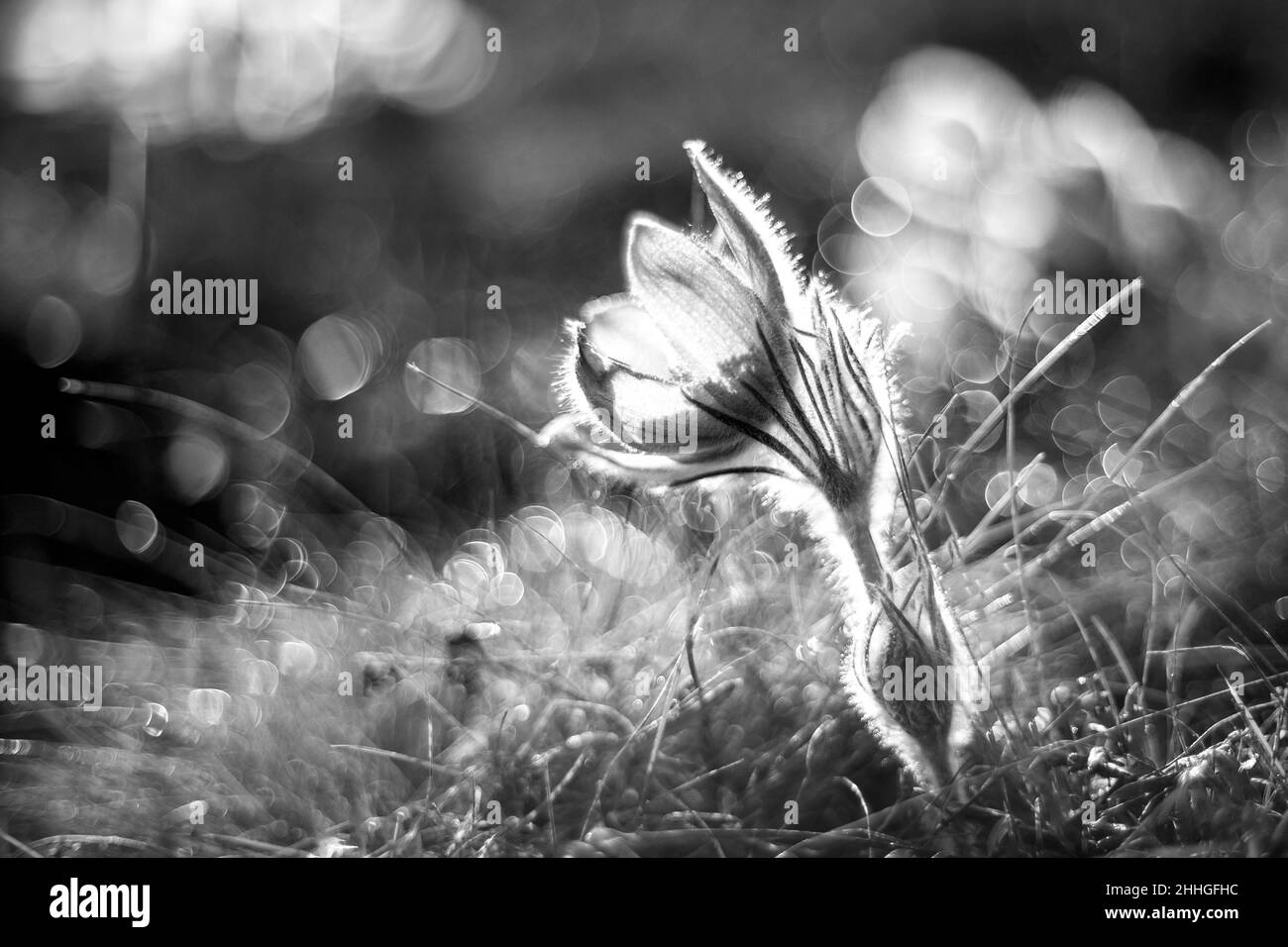 Pasque-Blüten auf dem Frühlingsfeld. Foto Pulsatilla grandis mit schönem Bokeh. Stockfoto