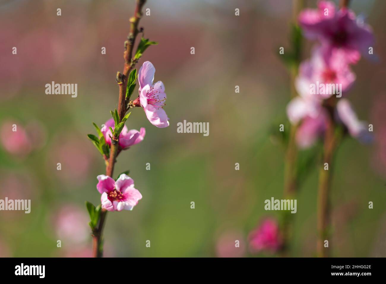Blühende rosa Blumen und Pfirsichbäume im Obstgarten. Stockfoto