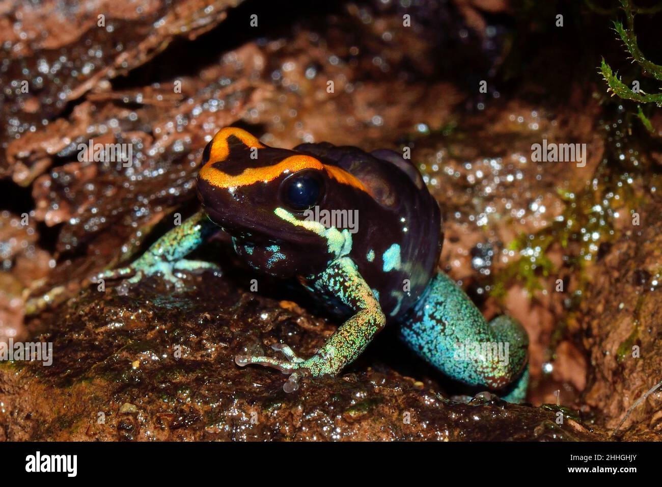 Gestreifter Blattsteiger, Männchen mit Quappen auf dem Rücken