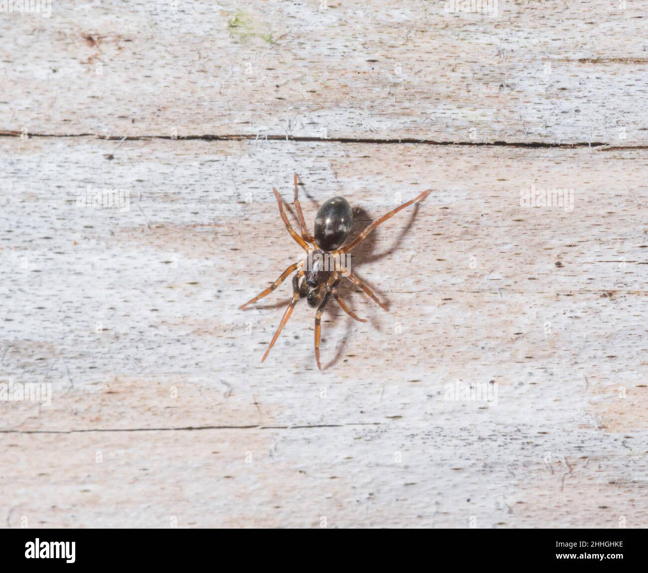 Ameisenspinne sub adulter Männchen (Phrurolithus festivus), Phrurolithidae. Sussex, Großbritannien Stockfoto