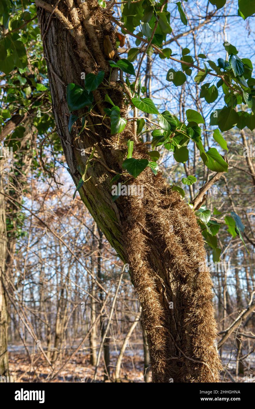 Gewhnlicher Efeu (Hedera Helix), der sich an einem Baumstamm im Wald  festhlt. Die Pflanze ist auch als englischer oder europischer Efeu  bekannt Stockfotografie - Alamy