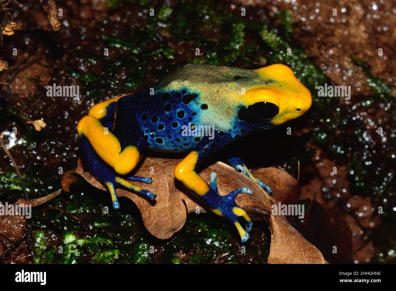 Färberfrosch, färbender Dartfrosch, dendrobates tinctorius tumucumaque, Dendrobatidae Stockfoto