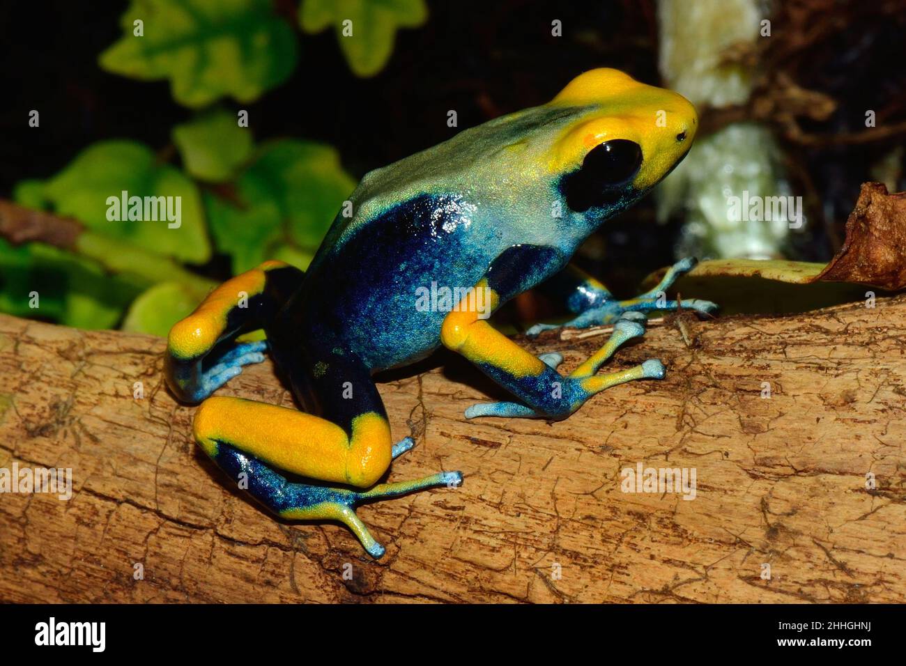 Färberfrosch, färbender Dartfrosch, dendrobates tinctorius tumucumaque, Dendrobatidae Stockfoto