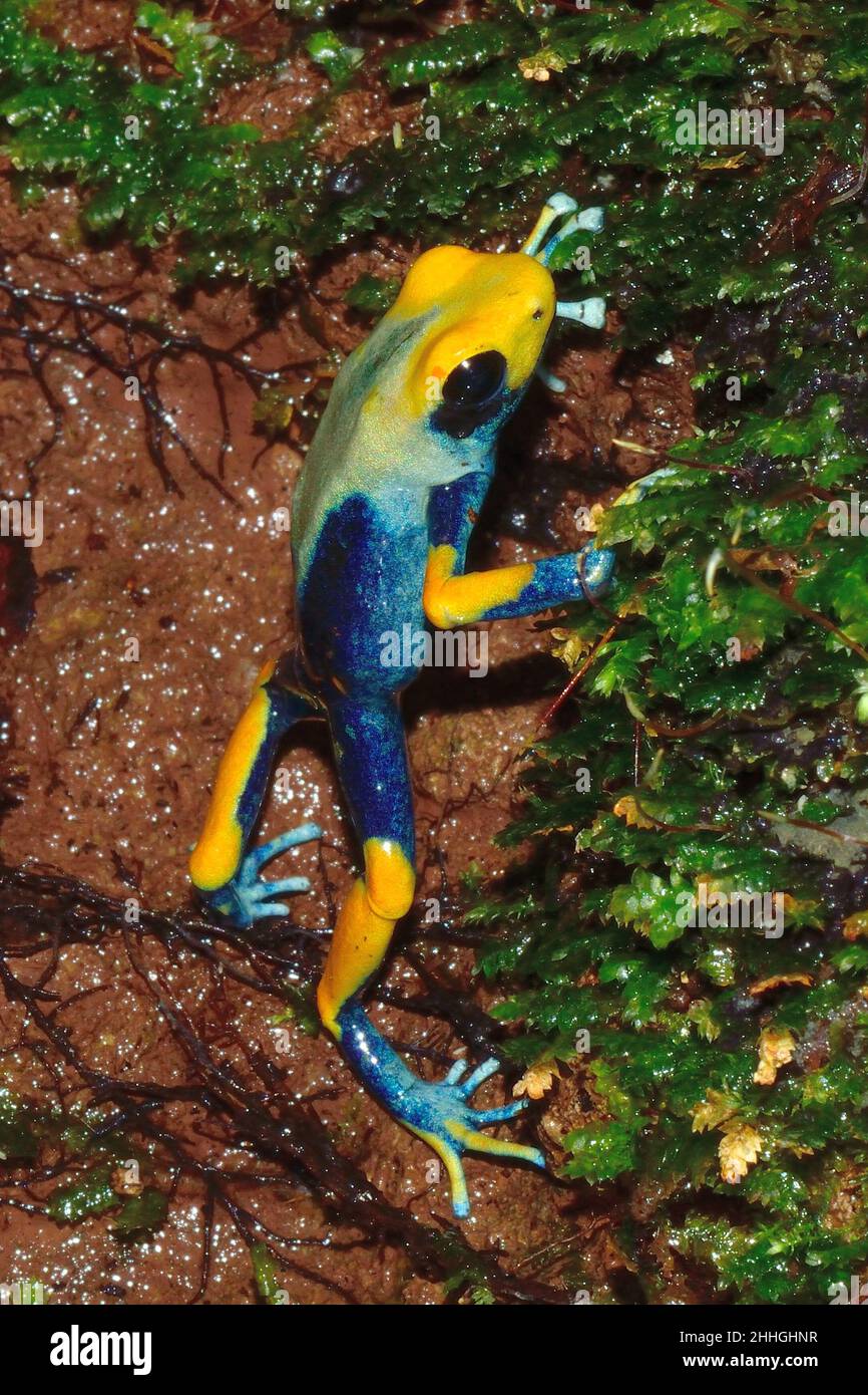 Färberfrosch, färbender Dartfrosch, dendrobates tinctorius tumucumaque, Dendrobatidae Stockfoto
