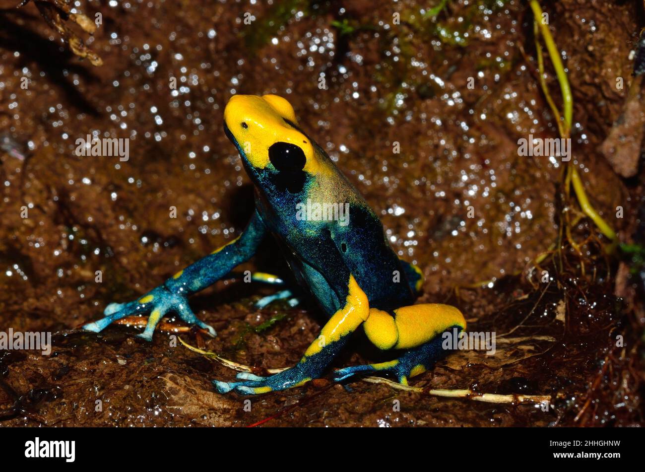 Färberfrosch, färbender Dartfrosch, dendrobates tinctorius tumucumaque, Dendrobatidae Stockfoto
