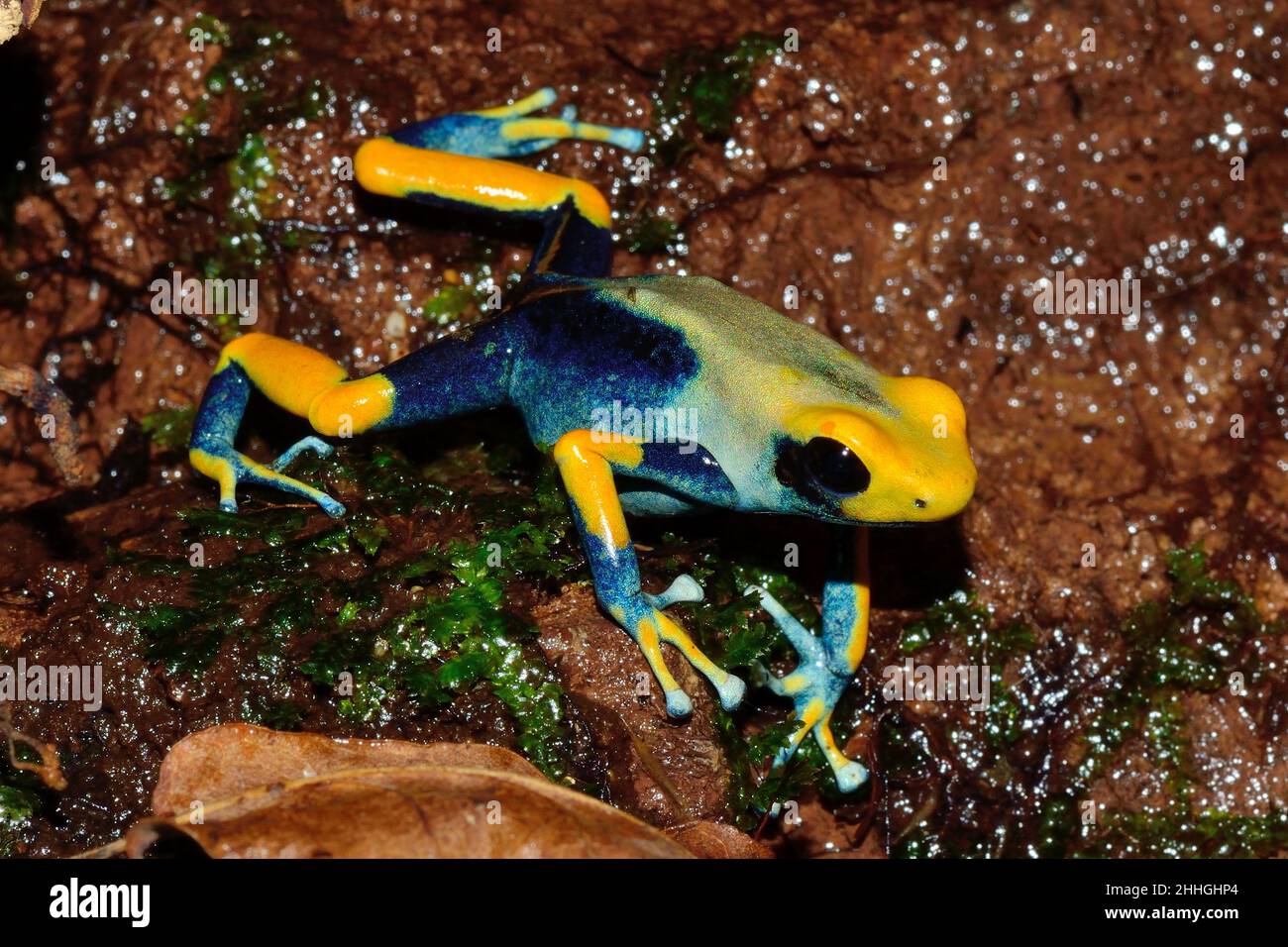 Färberfrosch, färbender Dartfrosch, dendrobates tinctorius tumucumaque, Dendrobatidae Stockfoto