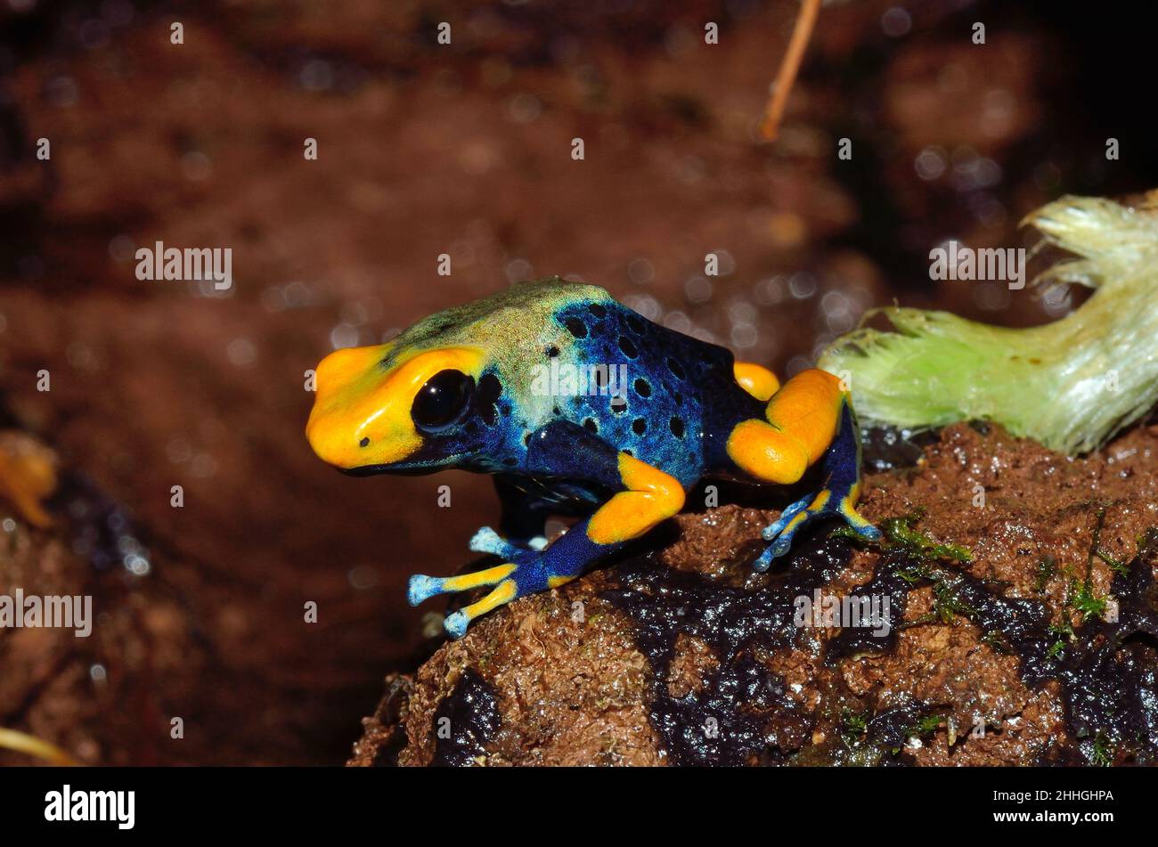 Färberfrosch, färbender Dartfrosch, dendrobates tinctorius tumucumaque, Dendrobatidae Stockfoto