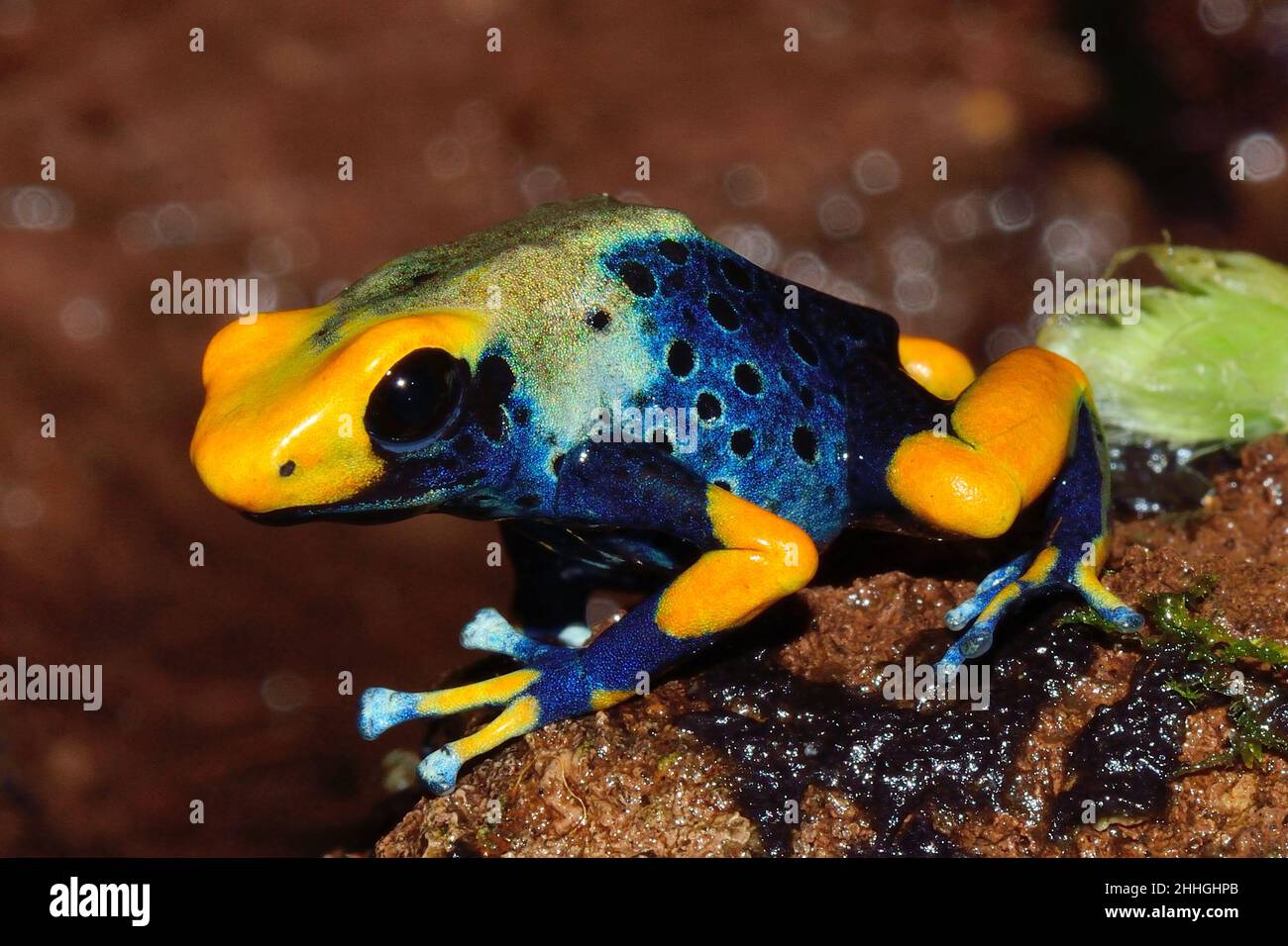 Färberfrosch, färbender Dartfrosch, dendrobates tinctorius tumucumaque, Dendrobatidae Stockfoto