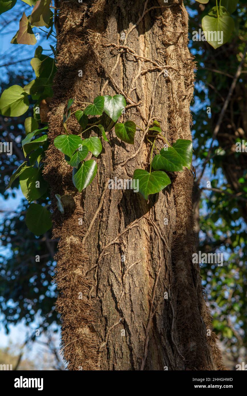 Gewöhnlicher Efeu (Hedera Helix), der sich an einem Baumstamm im Wald festhält. Die Pflanze ist auch als englischer oder europäischer Efeu bekannt. Stockfoto