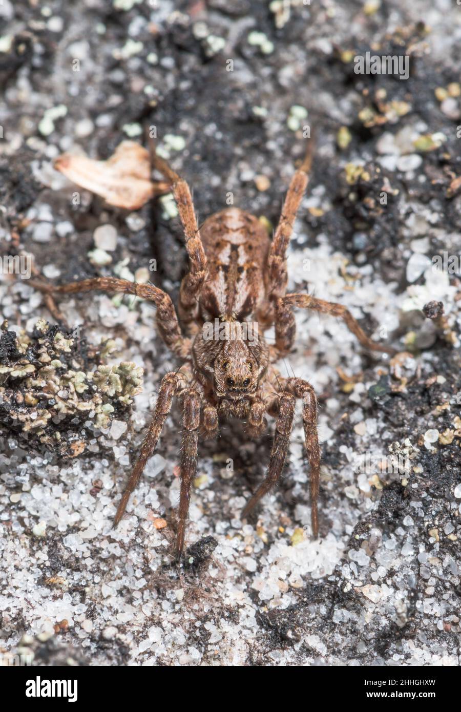 Ostfuchsspinne (Alopecosa barbipes), Lycosidae. Sussex UK Stockfoto