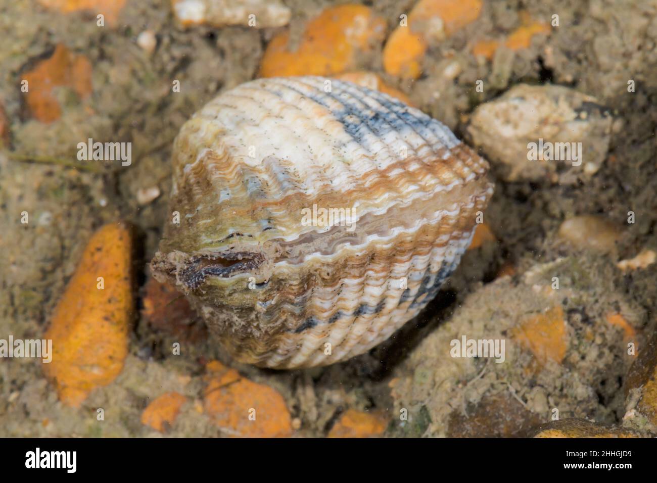 Lagunencockle (Cerastoderma glaucum), Cardiidae. Sussex UK Stockfoto