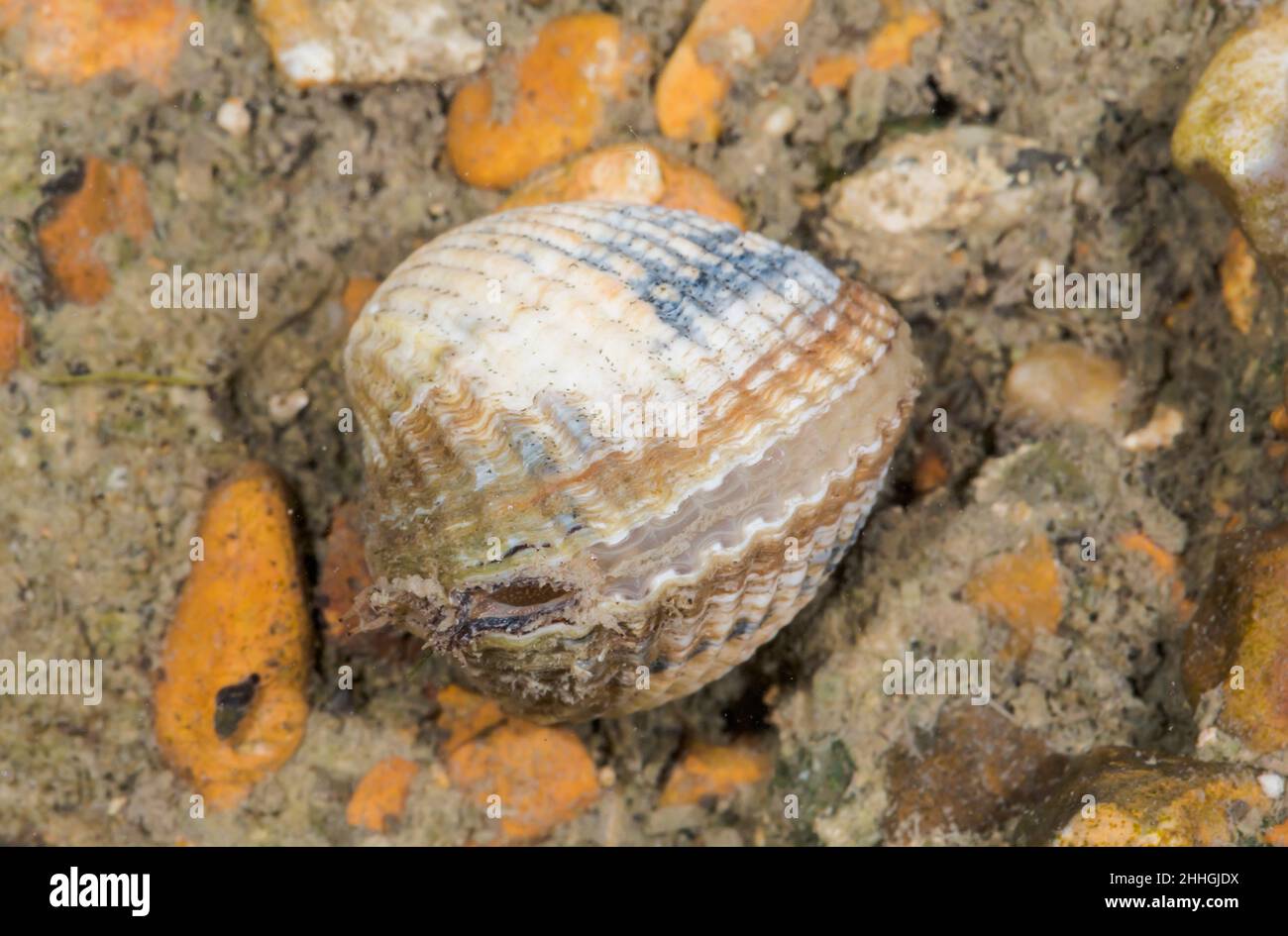 Lagunencockle (Cerastoderma glaucum), Cardiidae. Sussex UK Stockfoto