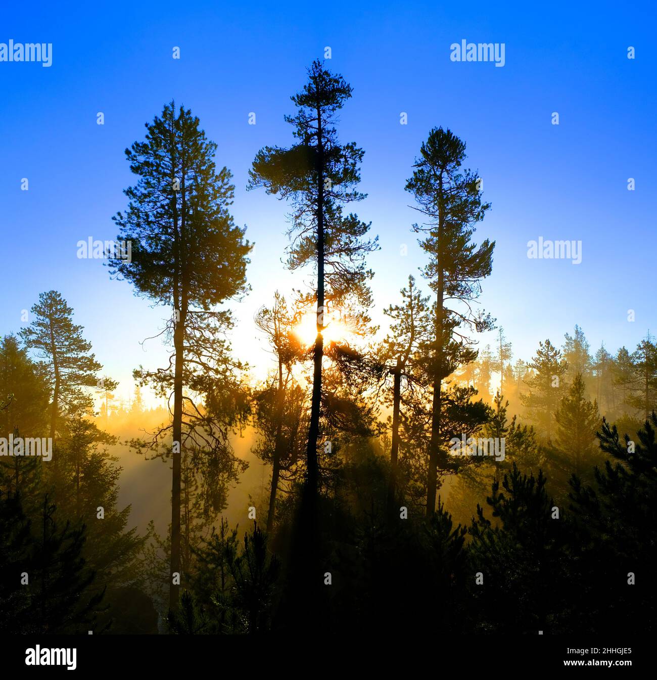 Sonnenstrahlen Sonnenstrahlen, die durch Kiefern im Wald mit nebligen strömen Nebel Morgenwärme Stockfoto