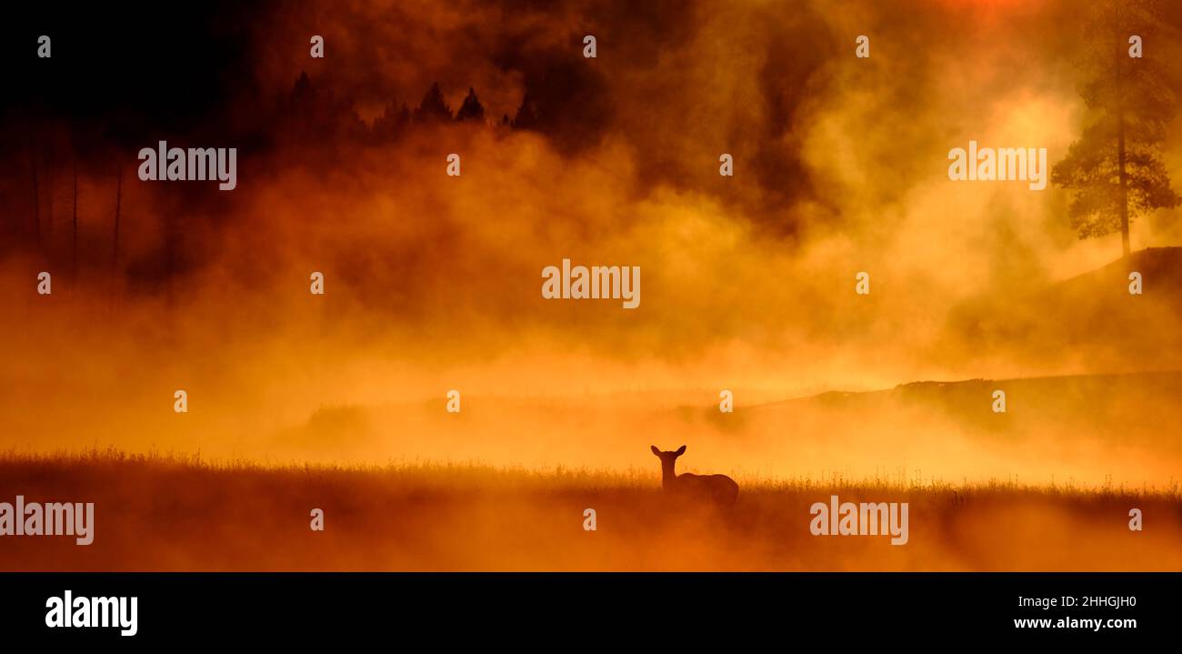 Elche, die sich in der Wiese Fütterung in der Nähe von Fluss mit monring Nebel Dampf sunrise Stockfoto