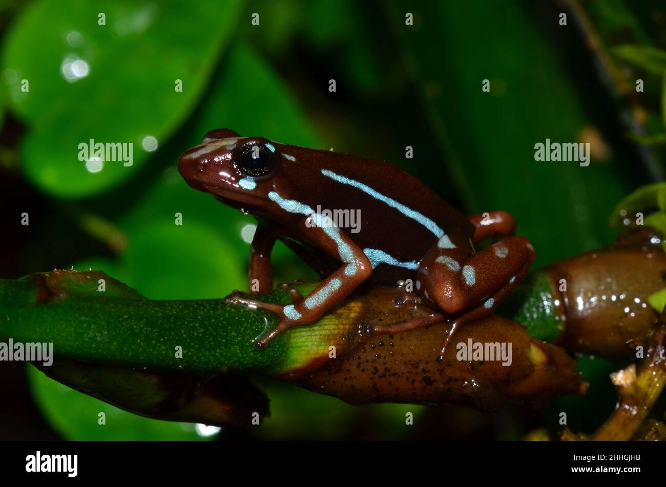 Dreierreifen-Baumsteiger, phantasmischer Giftfrosch, Epipedobathes anthony, Buena esperanza Stockfoto