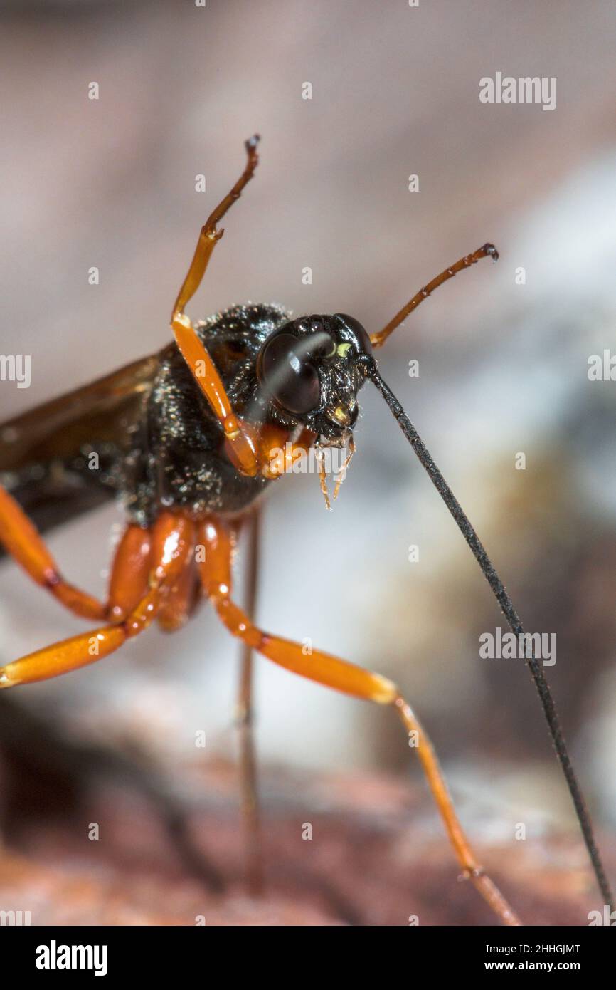 Ichneumon Darwin Wasp Cleaning Wasp (Dolichomitus cf tuberculatus), Pimplinae, Ichneumonidae. Sussex, Großbritannien Stockfoto