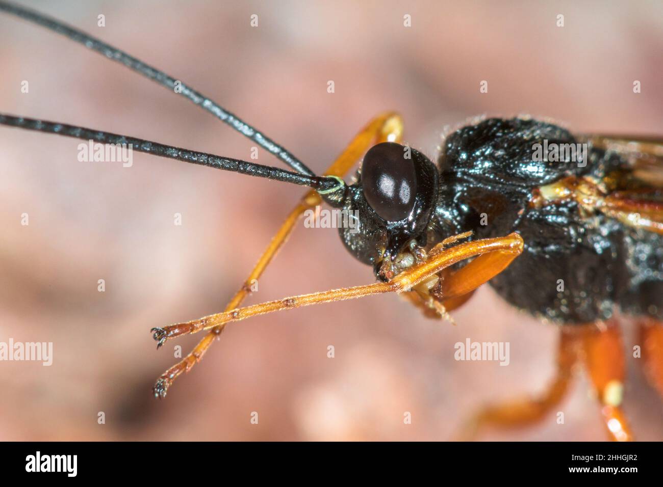 Ichneumon Darwin Wasp, der sein Bein reinigt (Dolichomitus cf tuberculatus), Pimplinae, Ichneumonidae. Sussex, Großbritannien Stockfoto