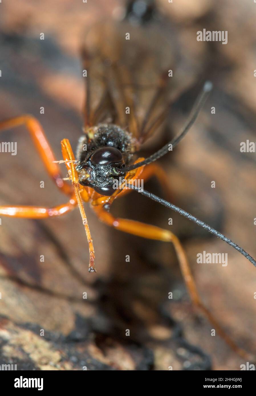 Ichneumon Darwin Wasp Cleaning Leg (Dolichomitus cf tuberculatus), Pimplinae, Ichneumonidae. Sussex, Großbritannien Stockfoto