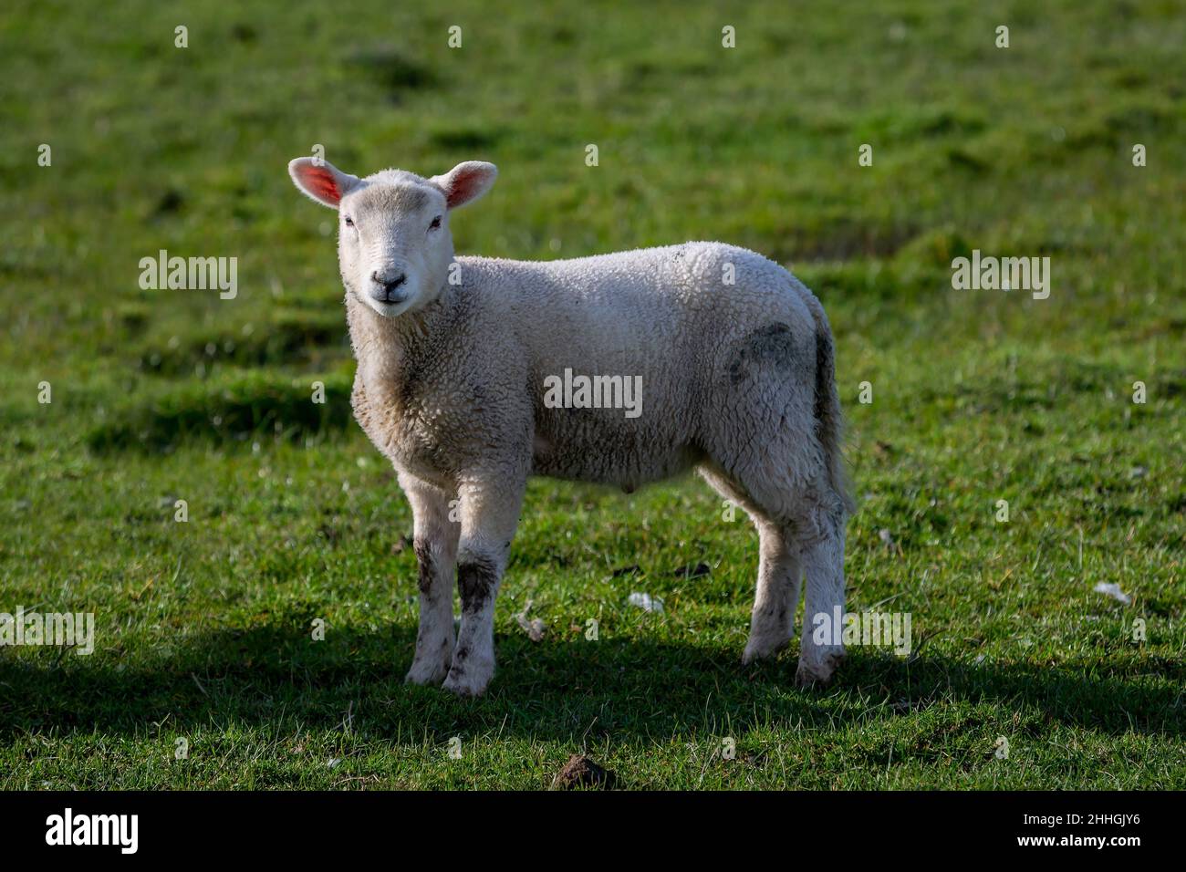 Junges Lamm steht auf dem Feld und blickt auf die Kamera Stockfoto