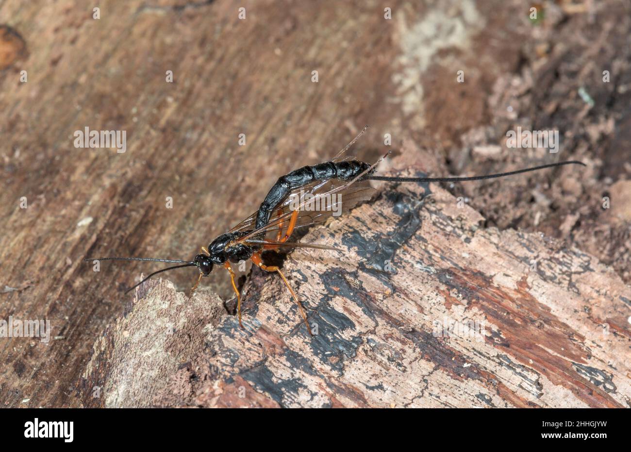 Große parasitäre Wespe (Dolichomitus cf tuberculatus), die sich selbst reinigt, Pimplinae, Ichneumonidae. Sussex, Großbritannien Stockfoto
