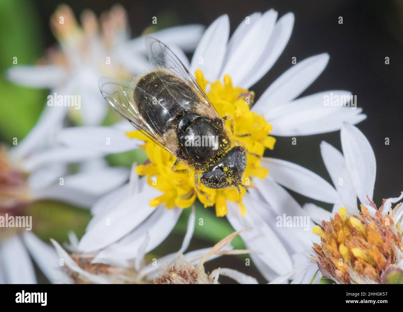 Weibliche große Stachelaugen-Dronefly (Eristlinus aeneus) nectaring, Syrphidae. Sussex UK Stockfoto