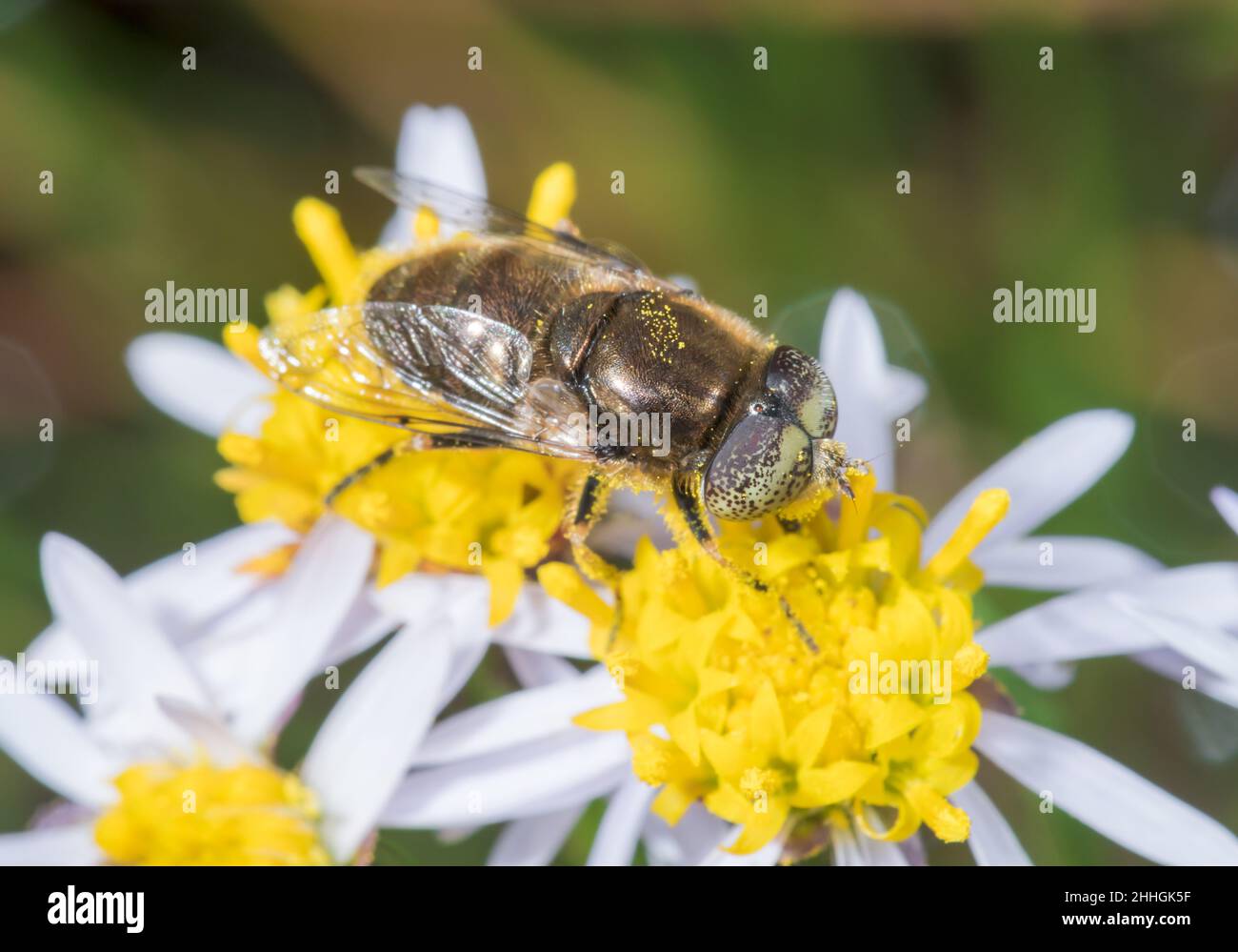 Männliche, große, fleckige Dronefly (Eristlinus aeneus) nectaring, Syrphidae. Sussex UK Stockfoto