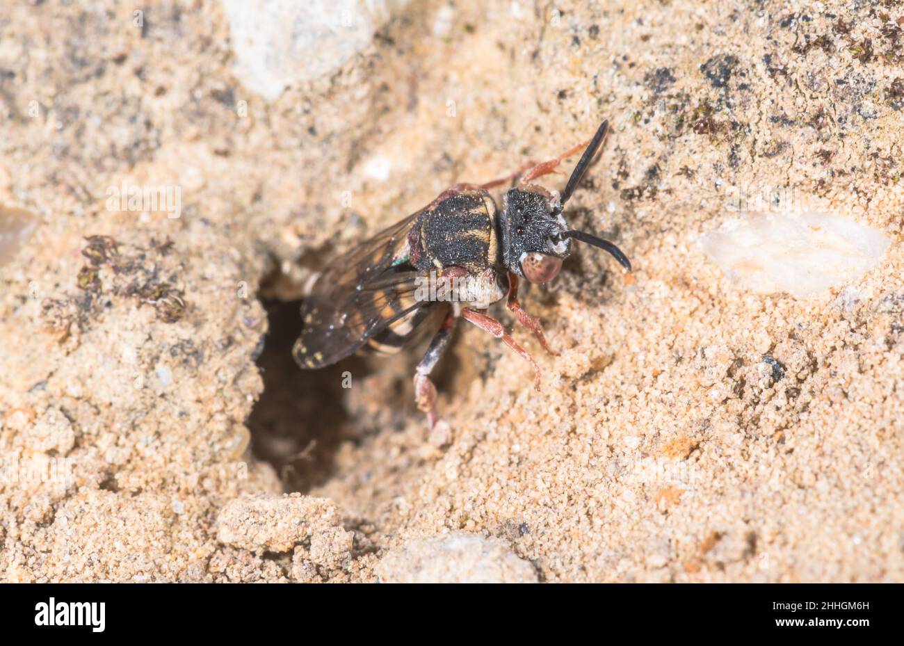 Rot-gestählte Epeolus-Biene Weibchen, die aus dem Colletes-Höhlen-Nest (Epeolus cruciger), Apidae, hervortritt. Sussex, Großbritannien Stockfoto