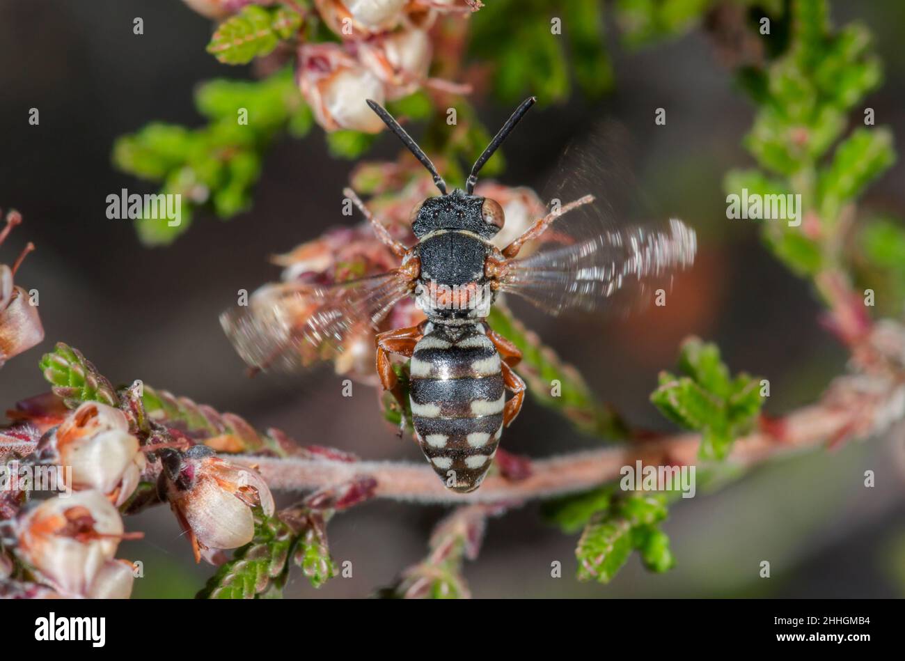 Rotbarsche Epeolusbiene im Flug (Epeolus cruciger), Apidae. Sussex, Großbritannien Stockfoto