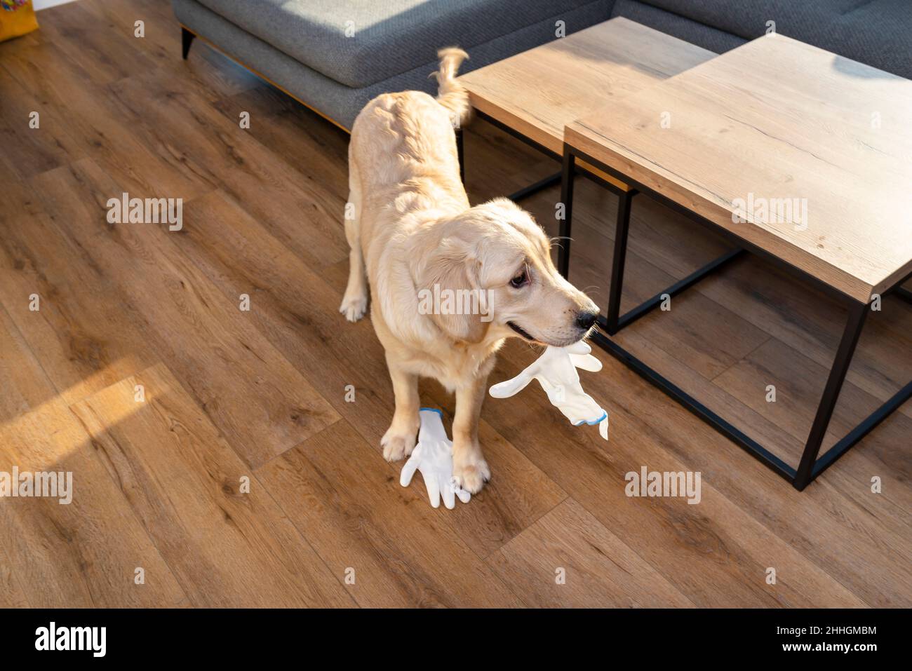Ein junger Golden Retriever steht auf modernen Vinylplatten und beißt einen weißen Handschuh, ein sichtbares Sofa und einen Tisch. Stockfoto