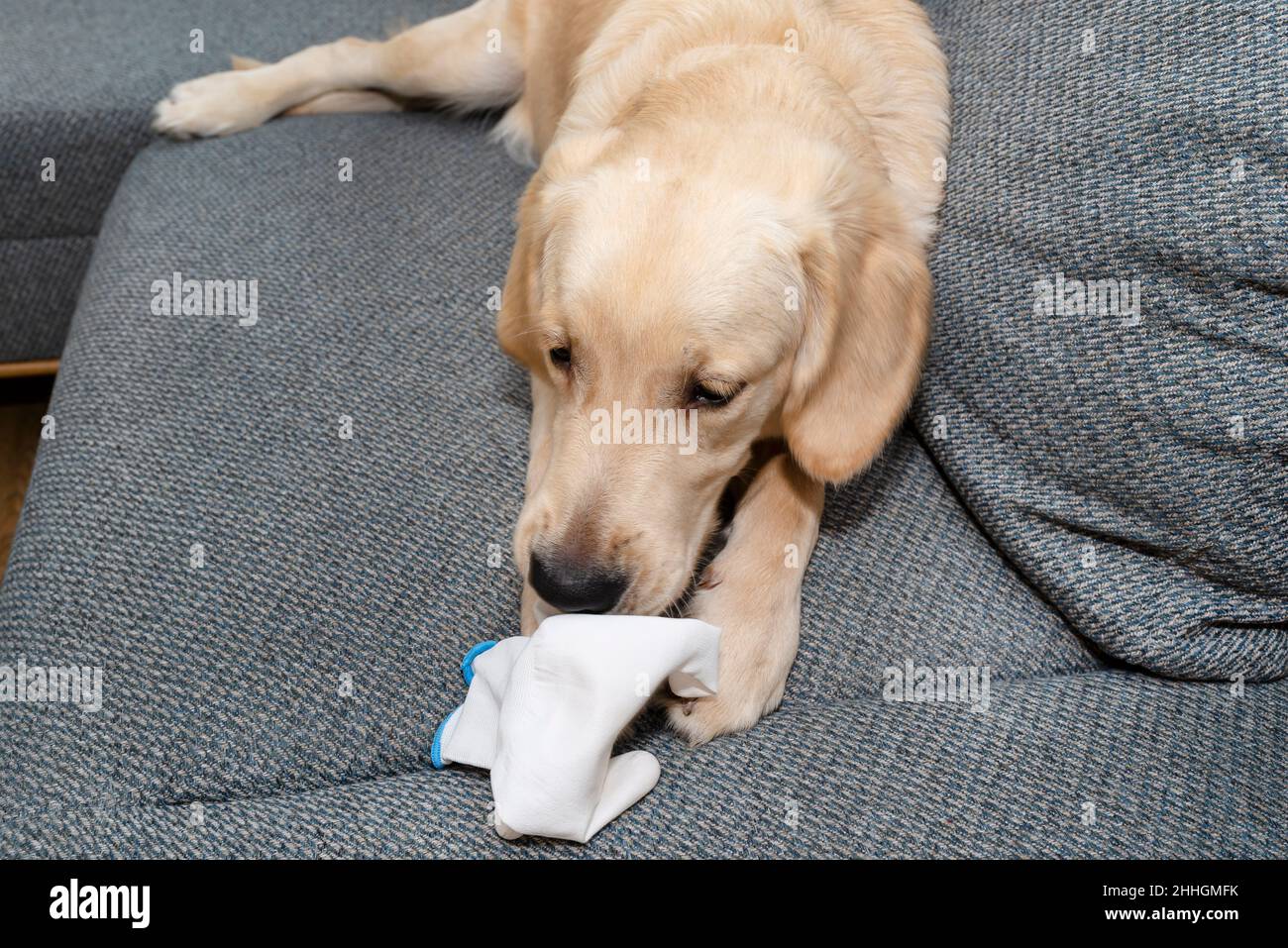 Ein junger goldener Retriever liegt auf der Couch und beißt einen weißen Handschuh, Kissen sind sichtbar. Stockfoto