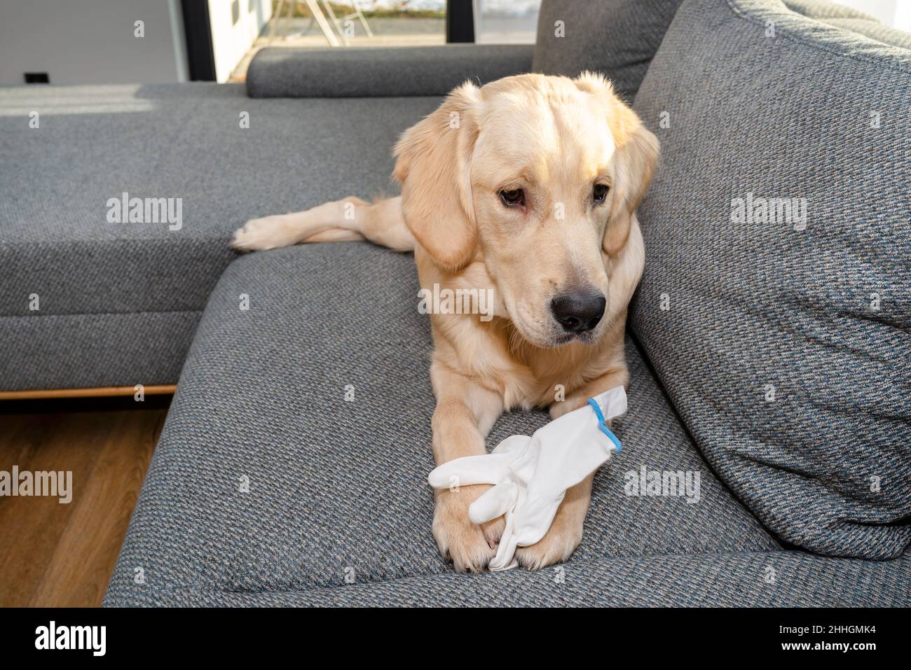Ein junger goldener Retriever liegt auf der Couch und beißt einen weißen Handschuh, Kissen sind sichtbar. Stockfoto