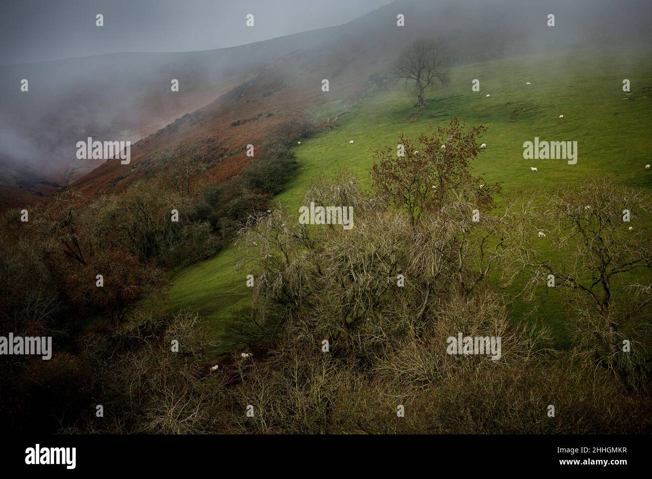 Shropshire Hills, AONB, Long Mynd in der Nähe von Church Stretton. Landschaft Stockfoto