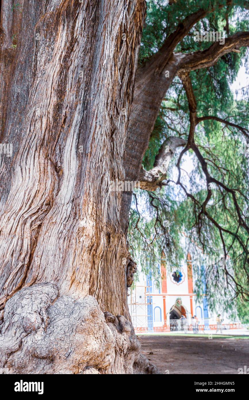 Gigantischer Baumstamm größte Baum namens Tule. Santa Maria del Tule, Oaxaca. Mexiko Stockfoto