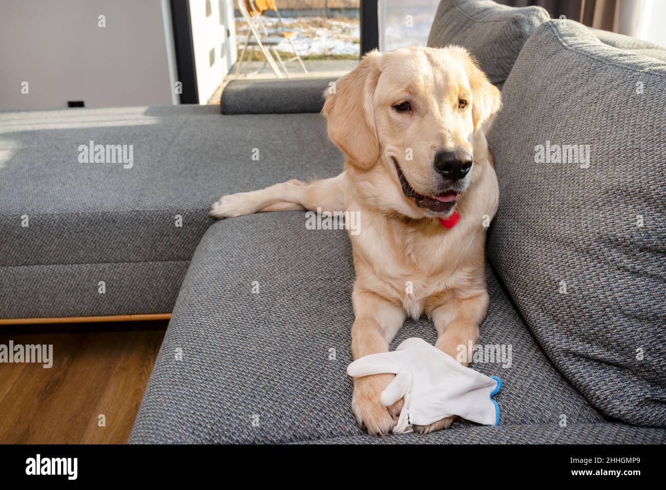 Ein junger goldener Retriever liegt auf der Couch und beißt einen weißen Handschuh, Kissen sind sichtbar. Stockfoto