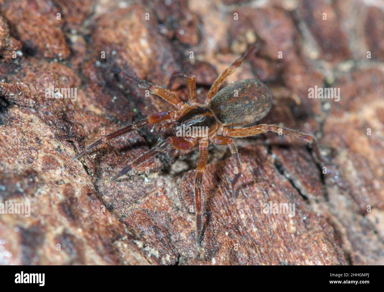 Seltene Beutelspinne (Scotina celans), Liocranidae. Sussex, Großbritannien Stockfoto