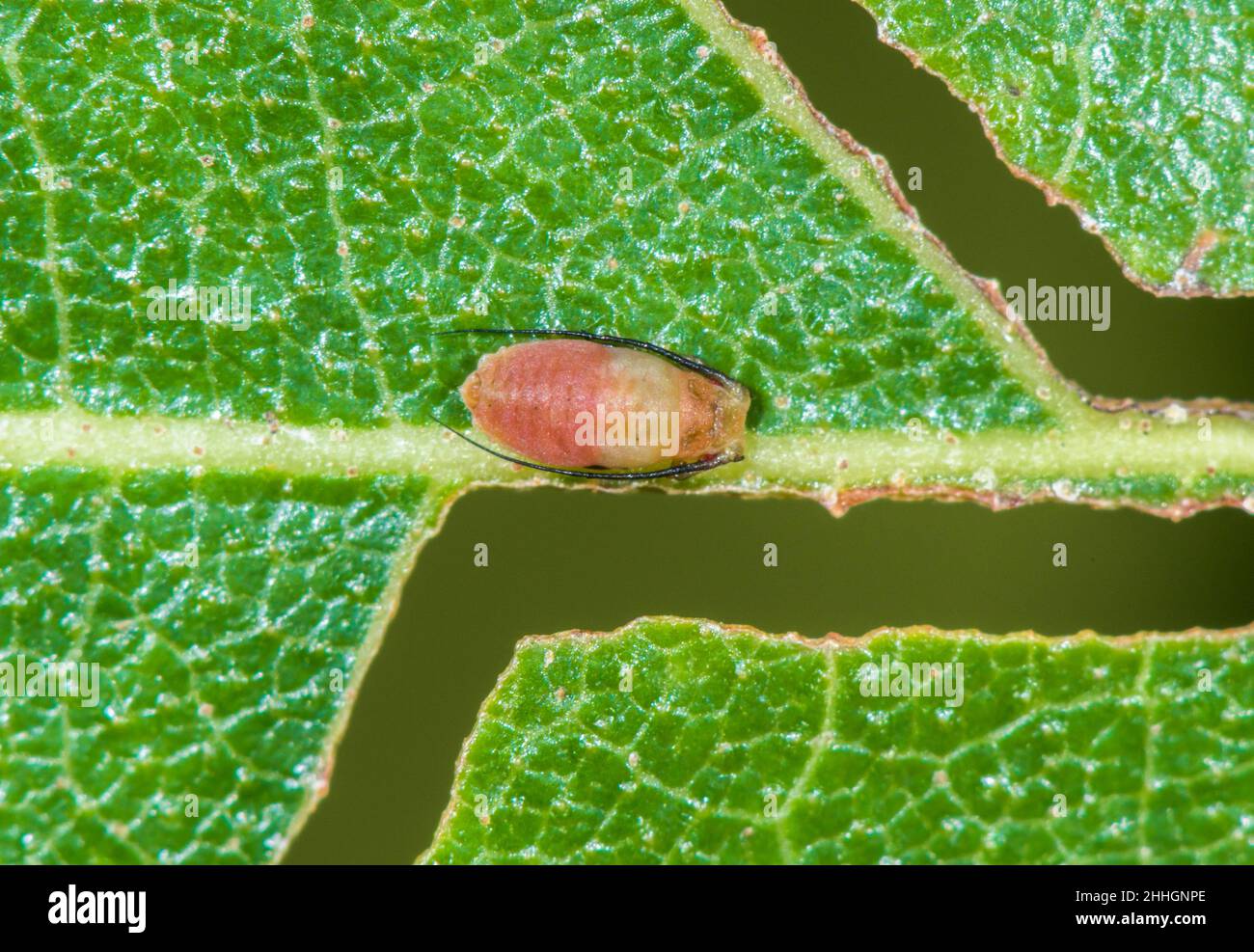 Monaphis antennata Fotos und Bildmaterial in hoher Auflösung Alamy