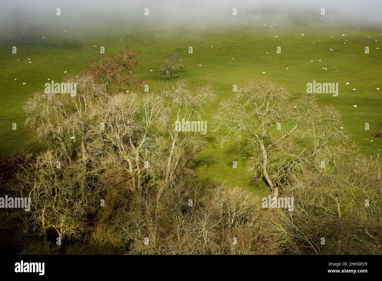 Shropshire Hills, AONB, Long Mynd in der Nähe von Church Stretton. Landschaft Stockfoto
