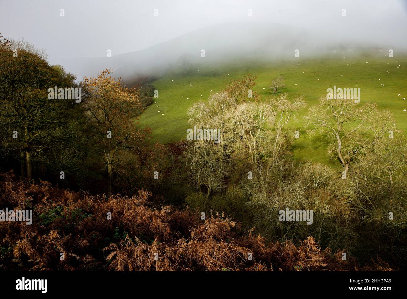 Shropshire Hills, AONB, Long Mynd in der Nähe von Church Stretton. Landschaft Stockfoto