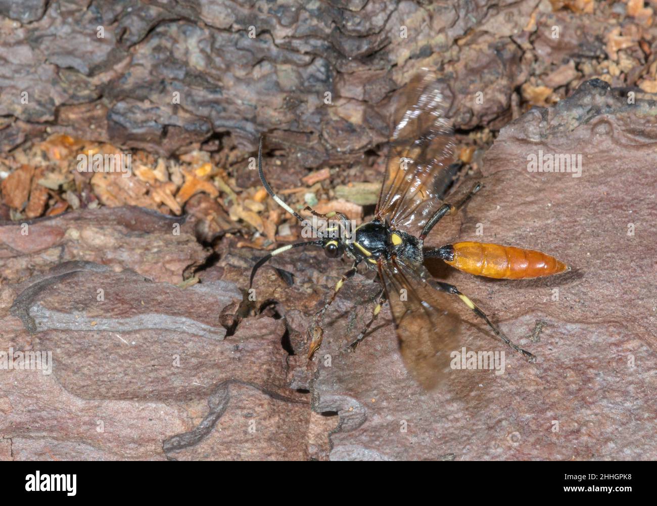 Farbenfrohe parasitäre Darwin Wasp-Abflüge (Protichneumon pisorius), Protichneumonini, Ichneumonidae. Sussex, Großbritannien Stockfoto