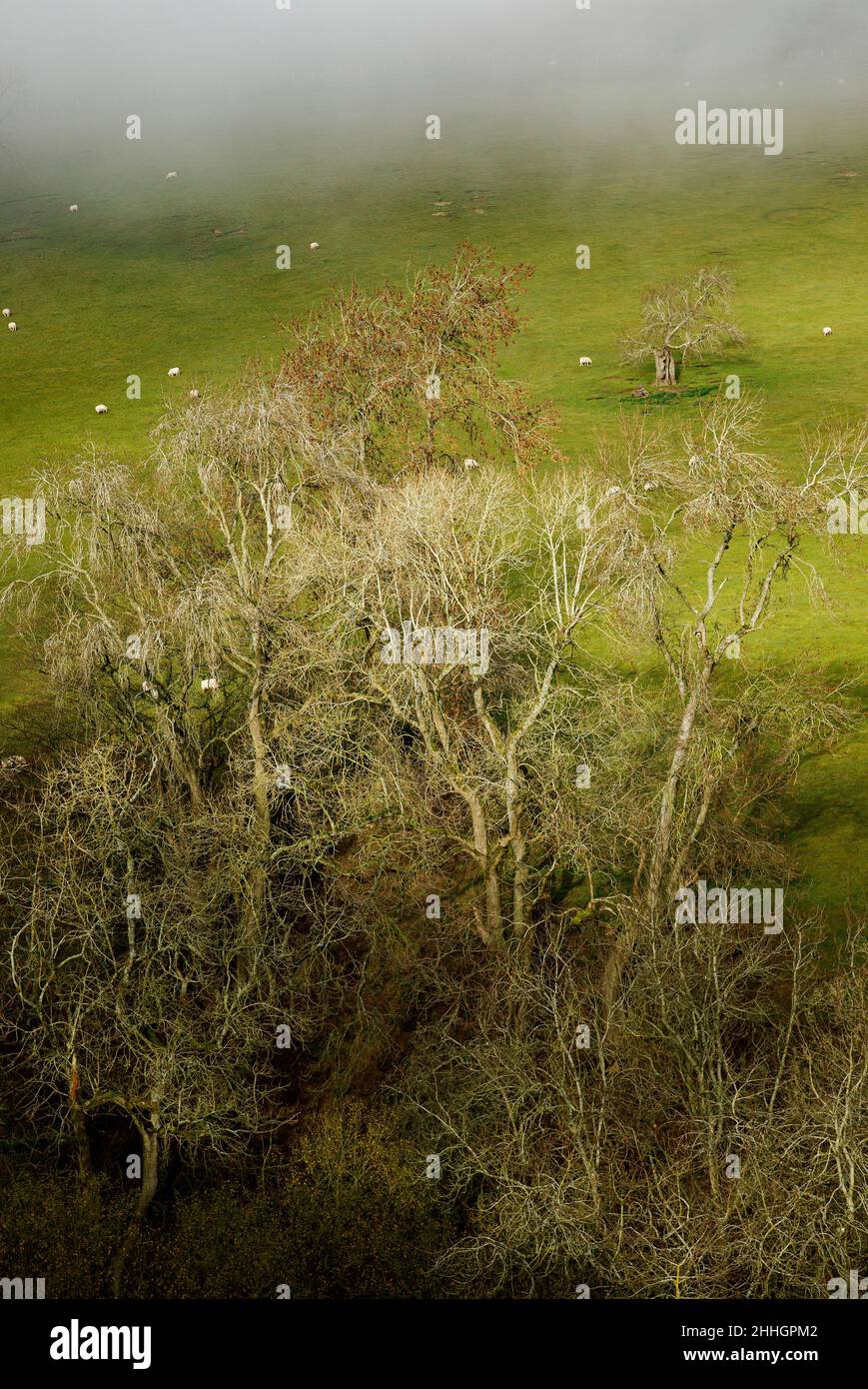 Shropshire Hills, AONB, Long Mynd in der Nähe von Church Stretton. Landschaft Stockfoto